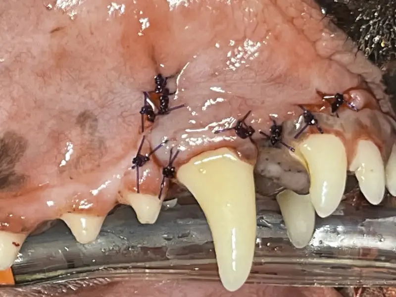 periodontal1-800x600