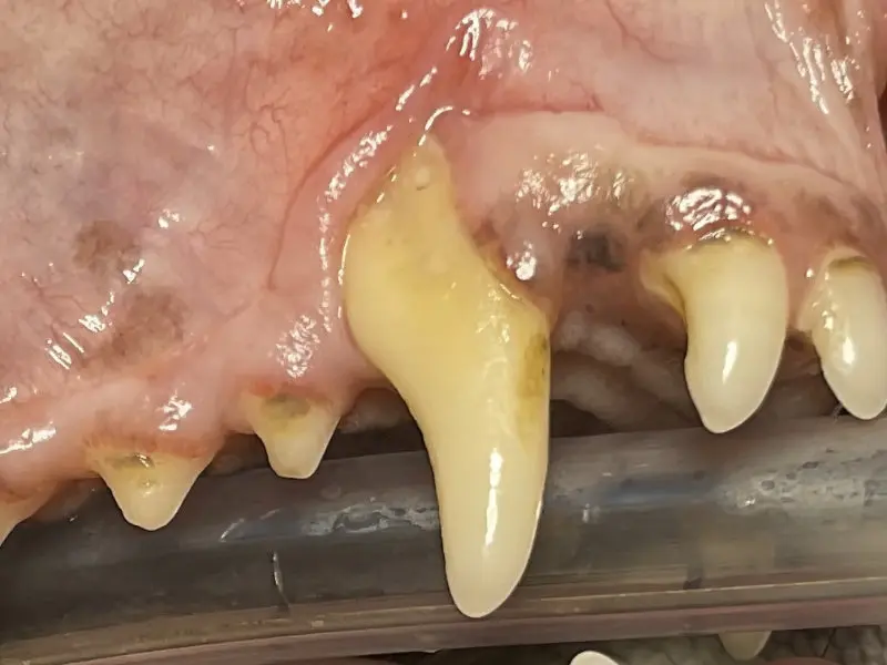 periodontal2-800x600