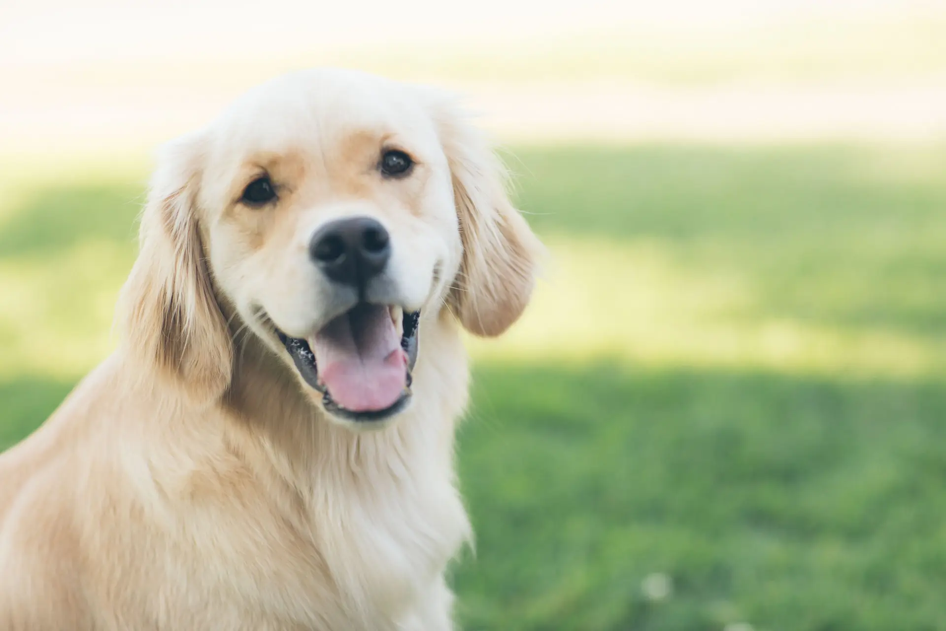 A healthy golden retriever with clean teeth