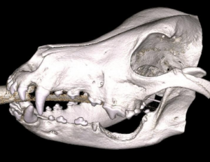 ct image of a dog's mouth