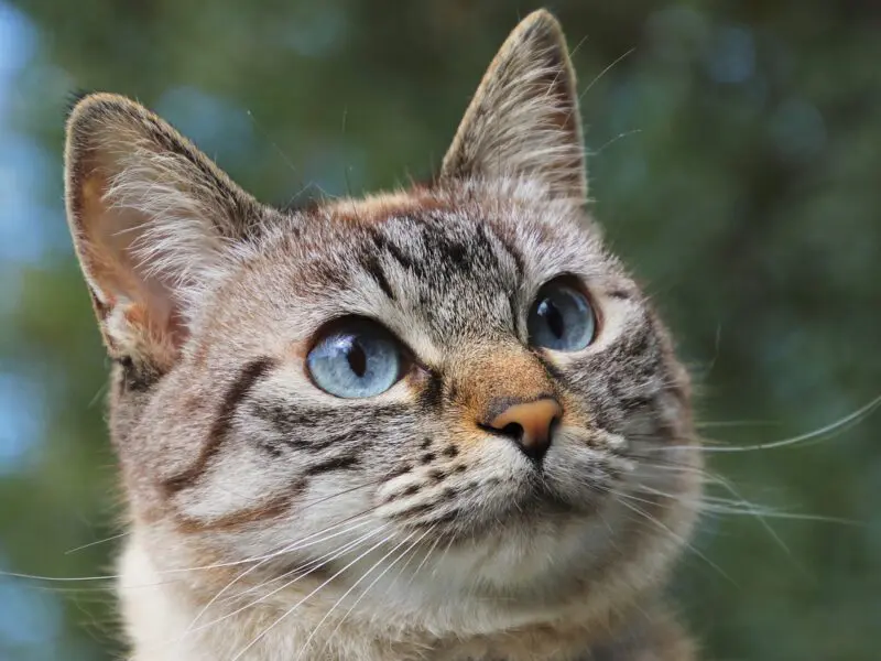 A close up photo of a cream colored cat with stripes and blue eyes.