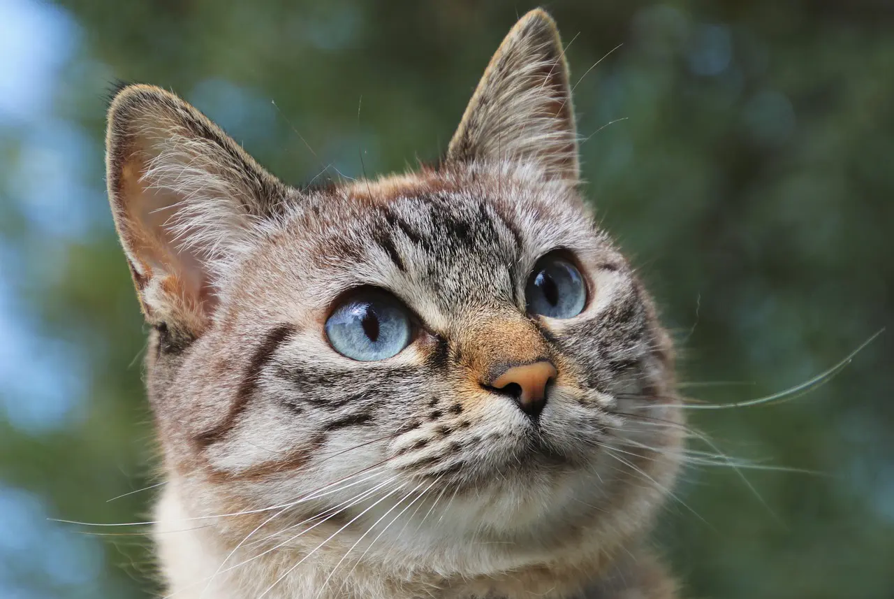 A close up photo of a cream colored cat with stripes and blue eyes.