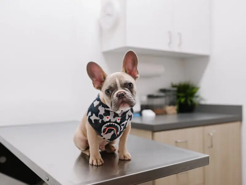 french bulldog sitting on veterinary exam table