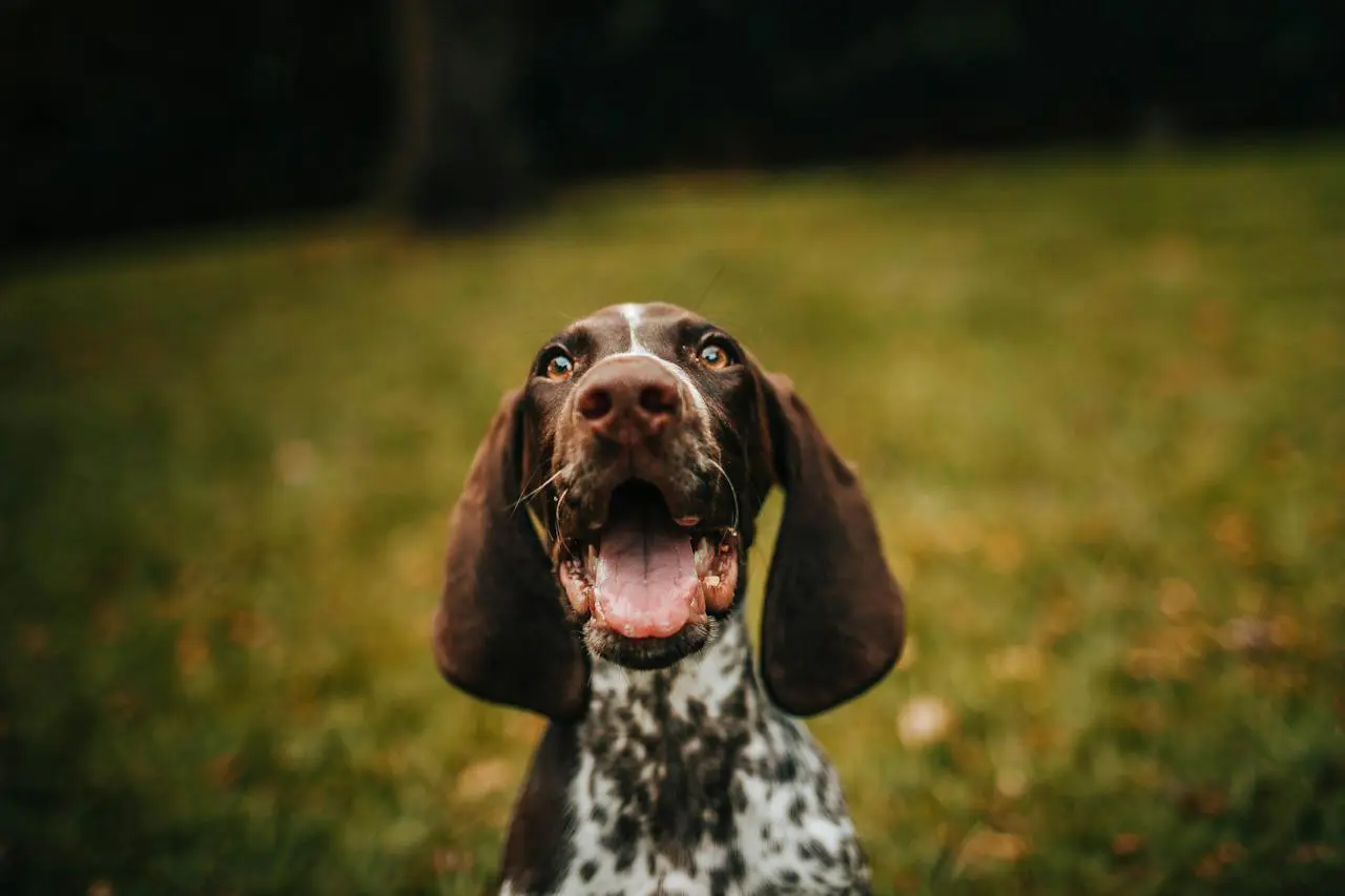 A small, young, brown and white, spotted dog with mouth open.