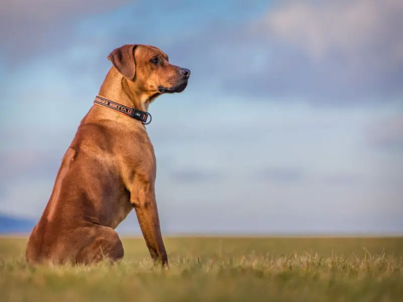 A brown dog sitting on green grass looking to the right against a blue sky background