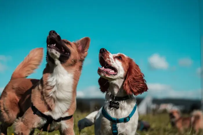 two leashed dogs playing outside