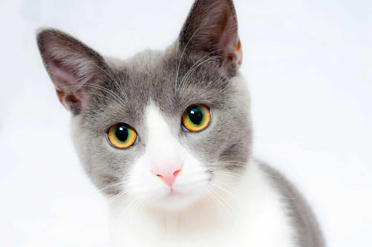 A gray and white cat with yellow eyes looks at camera