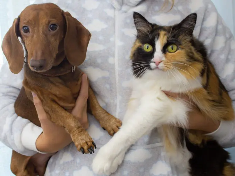 A woman in fuzzy sweater holds a brown dog and a white, brown, and black cat