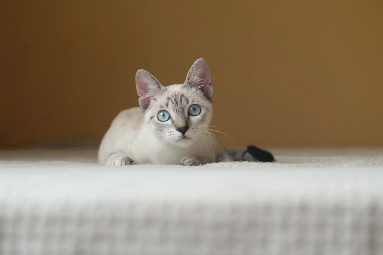 A small white cat with blue eyes looks at the camera
