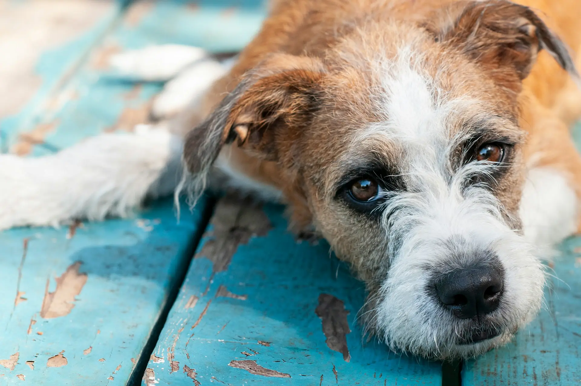 brown and white dog laying on blue deck in sun