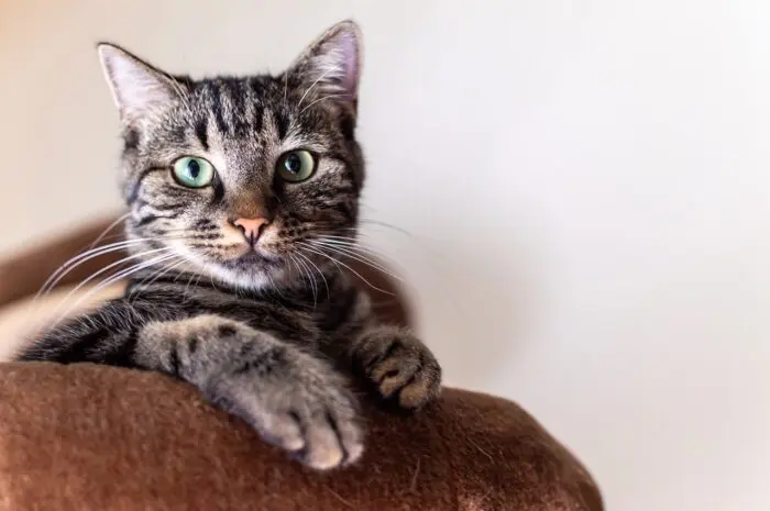 A brown striped cat with green eyes lays on brown bedding.