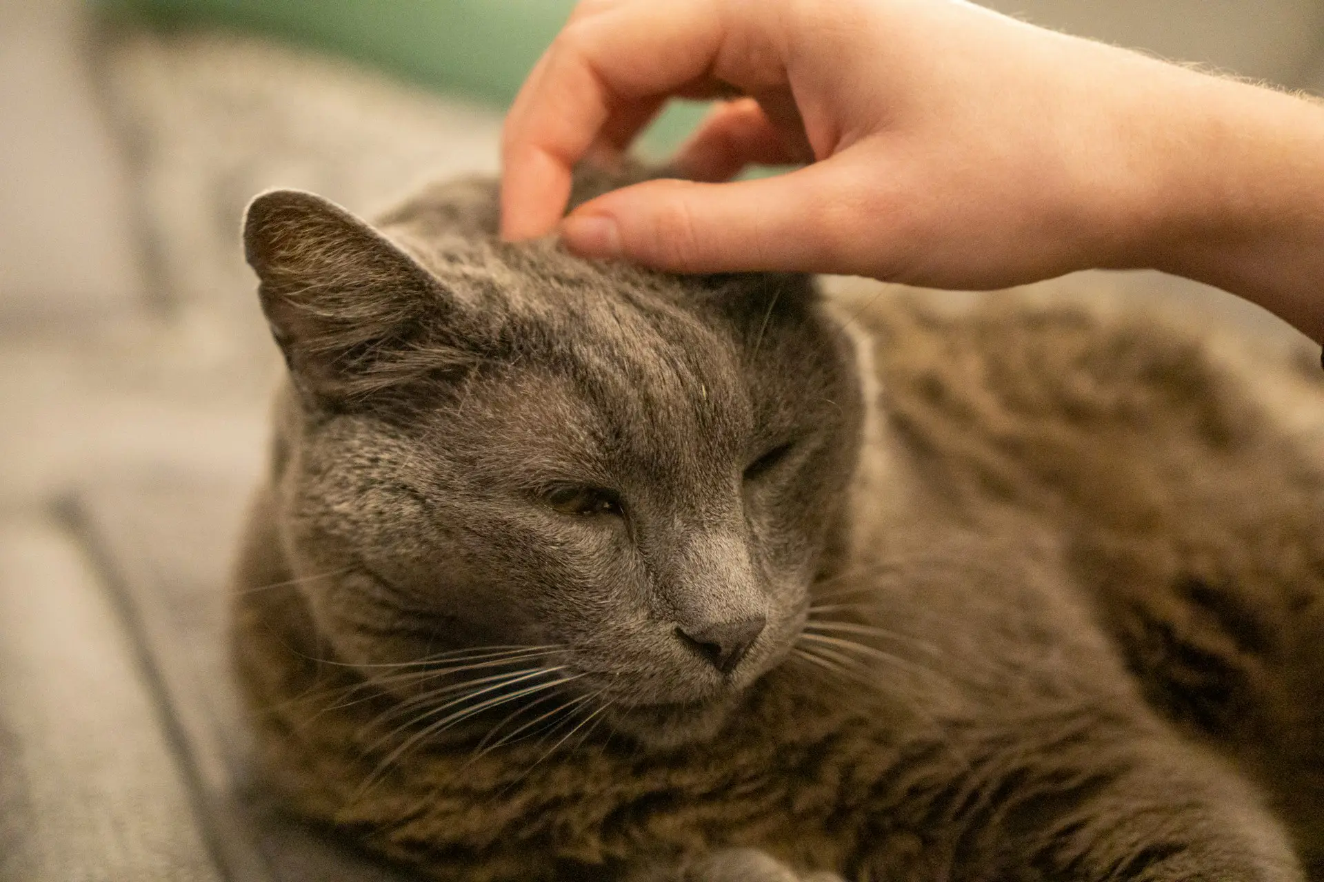 We describe the three most common dental problems in elderly cats and explain how to recognize their symptoms.