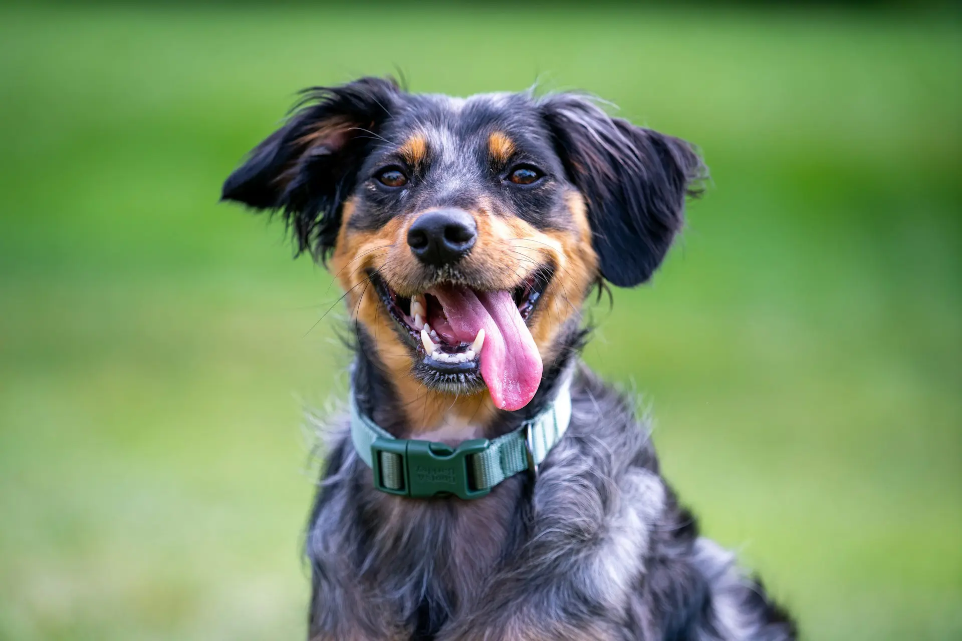 black and brown dog smiling with tongue hanging out, showing clean white teeth