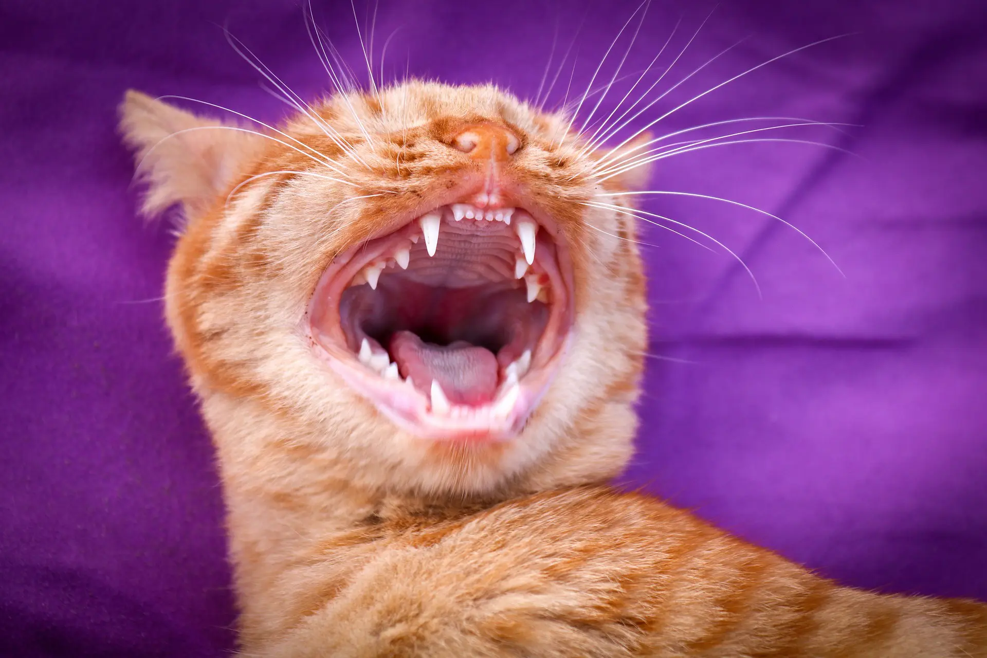 cat dental cleanings
