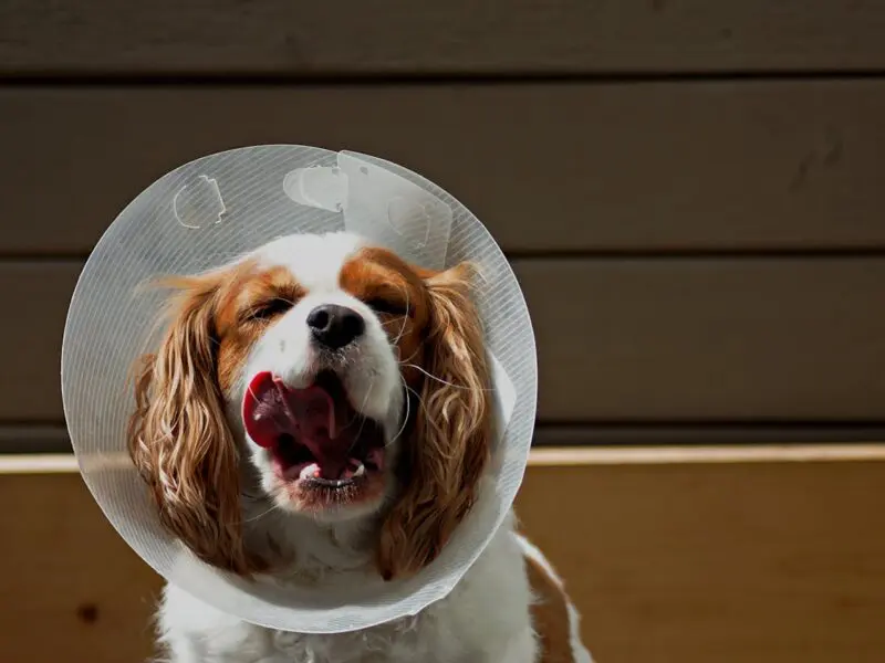 brown and white dog sitting outside with a cone around neck