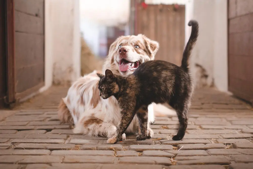 pet oral surgery milwaukee