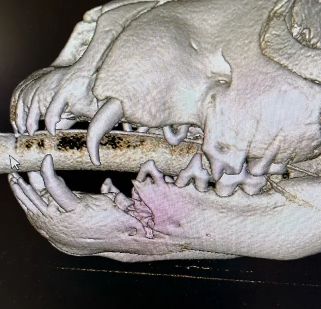 Figure 1: A puppy with a left mandibular fracture
