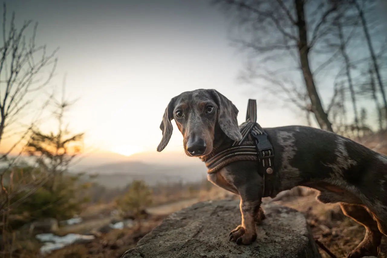 A small spotted dog standing on a rock at sunset