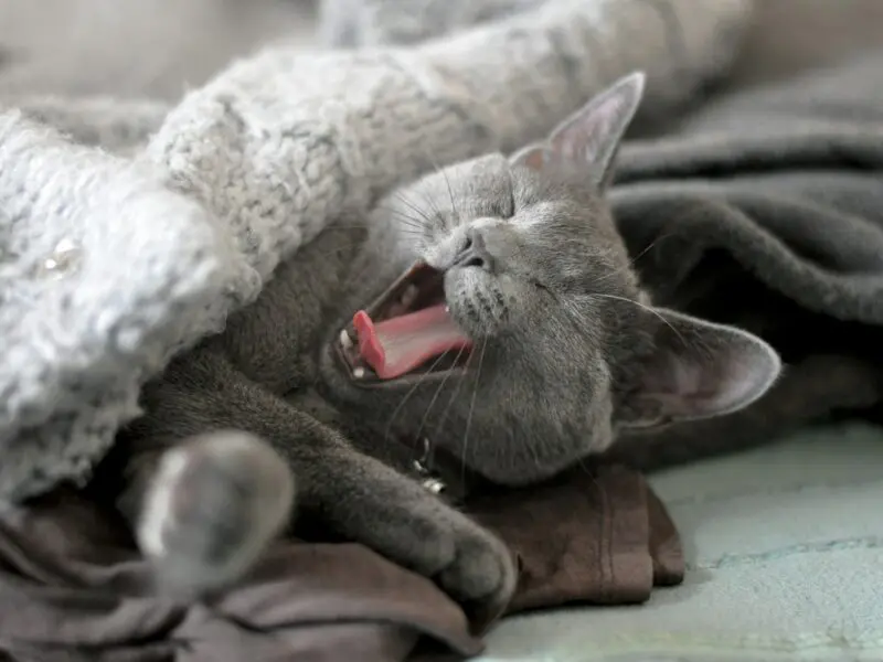 A gray cat is laying under a blanket on her owner's bed yawning.