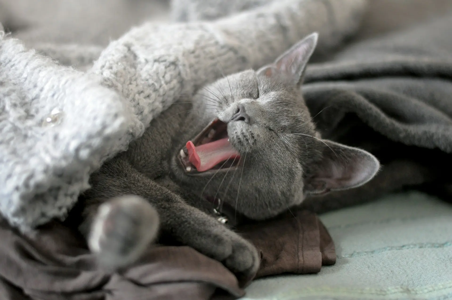 A gray cat is laying under a blanket on her owner's bed yawning.