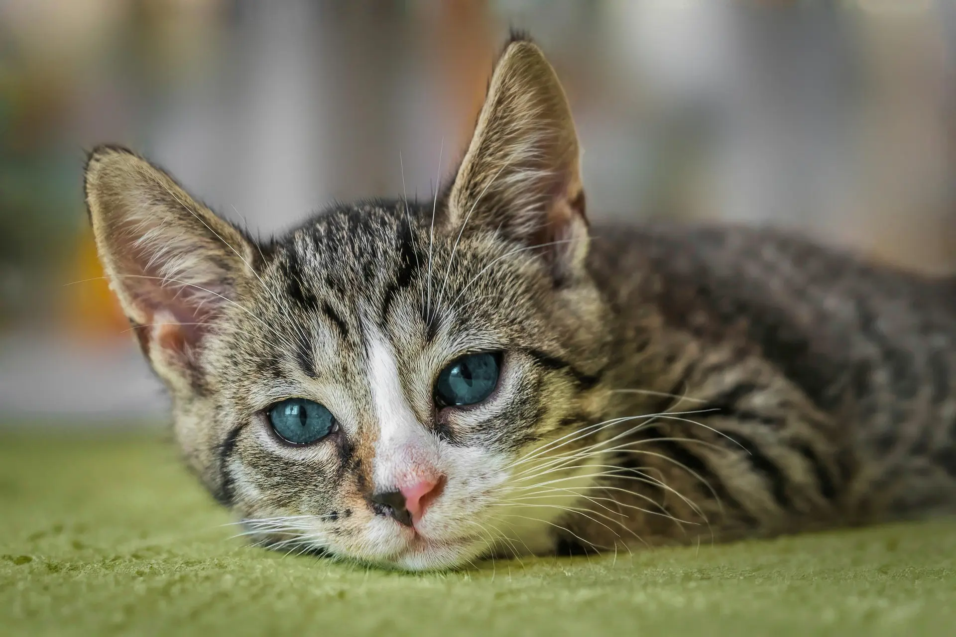 A cat is laying down on green carpet looking at the camera.