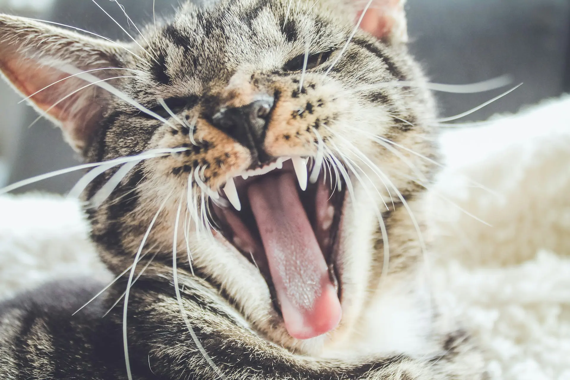 A cat is yawning showing her teeth.