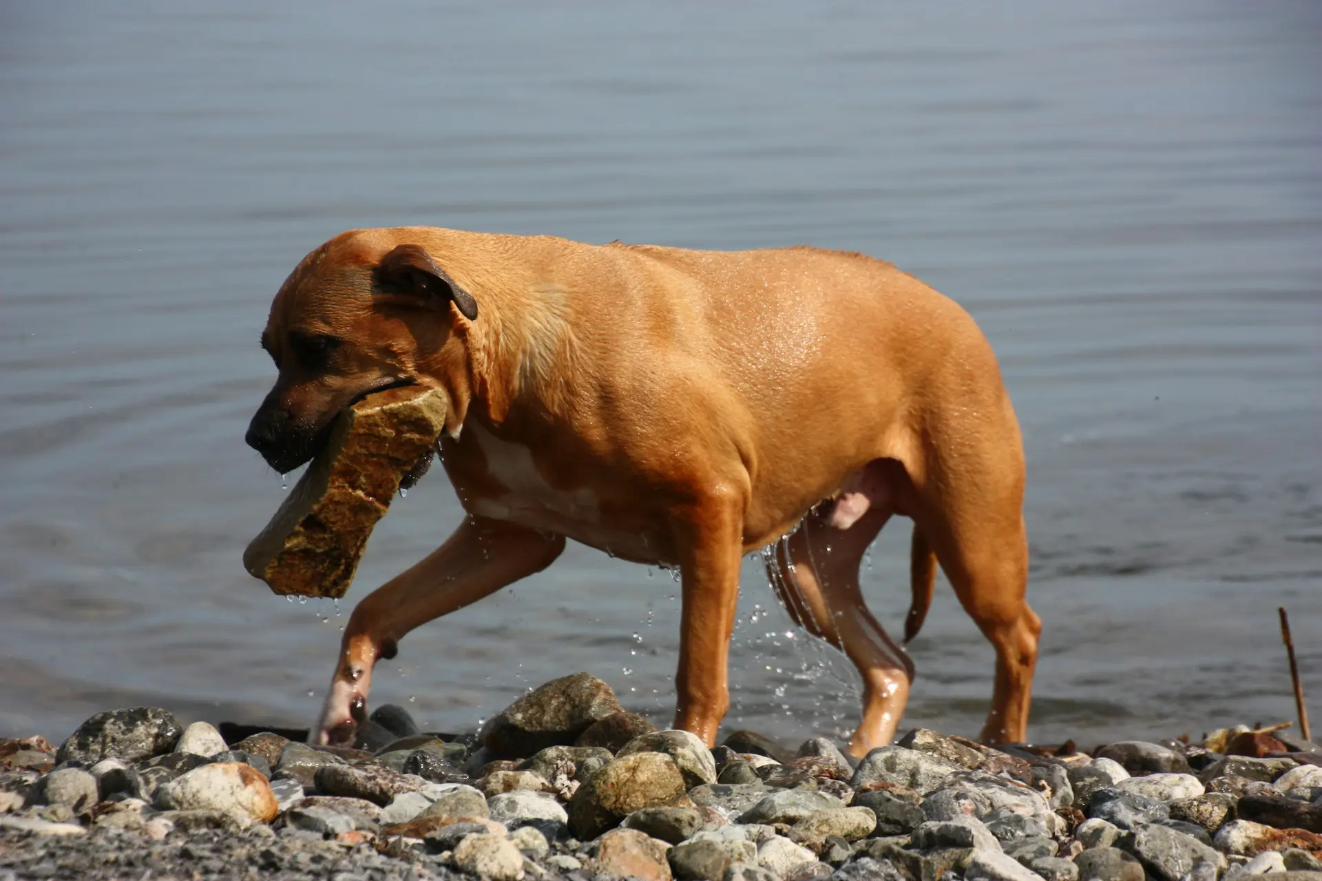 A dog is carrying a rock in his mouth by a body of water.