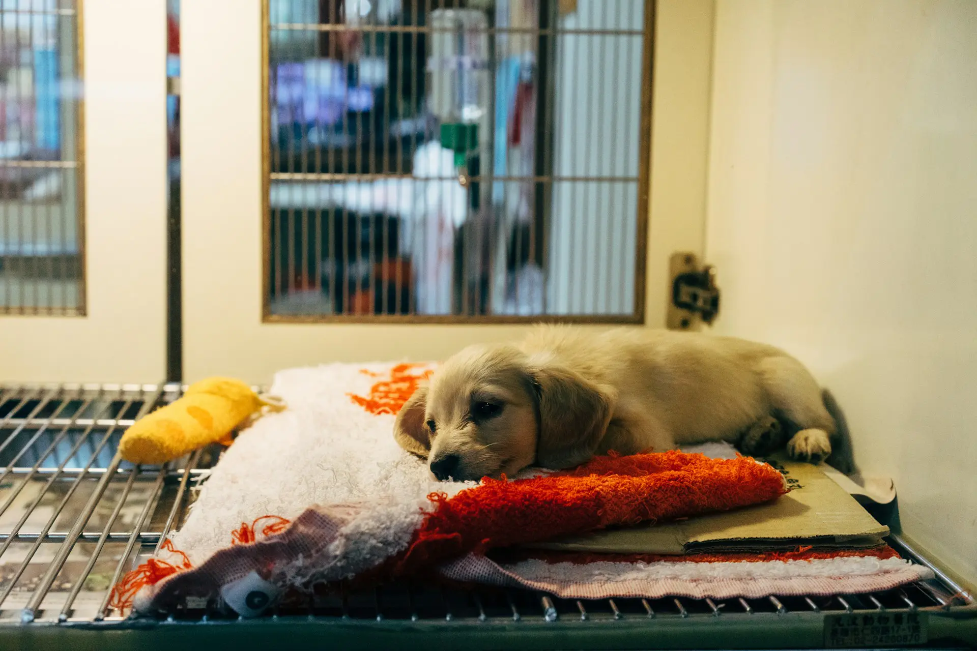 A puppy is waiting in a cage at the vet dentist for his dental cleaning.