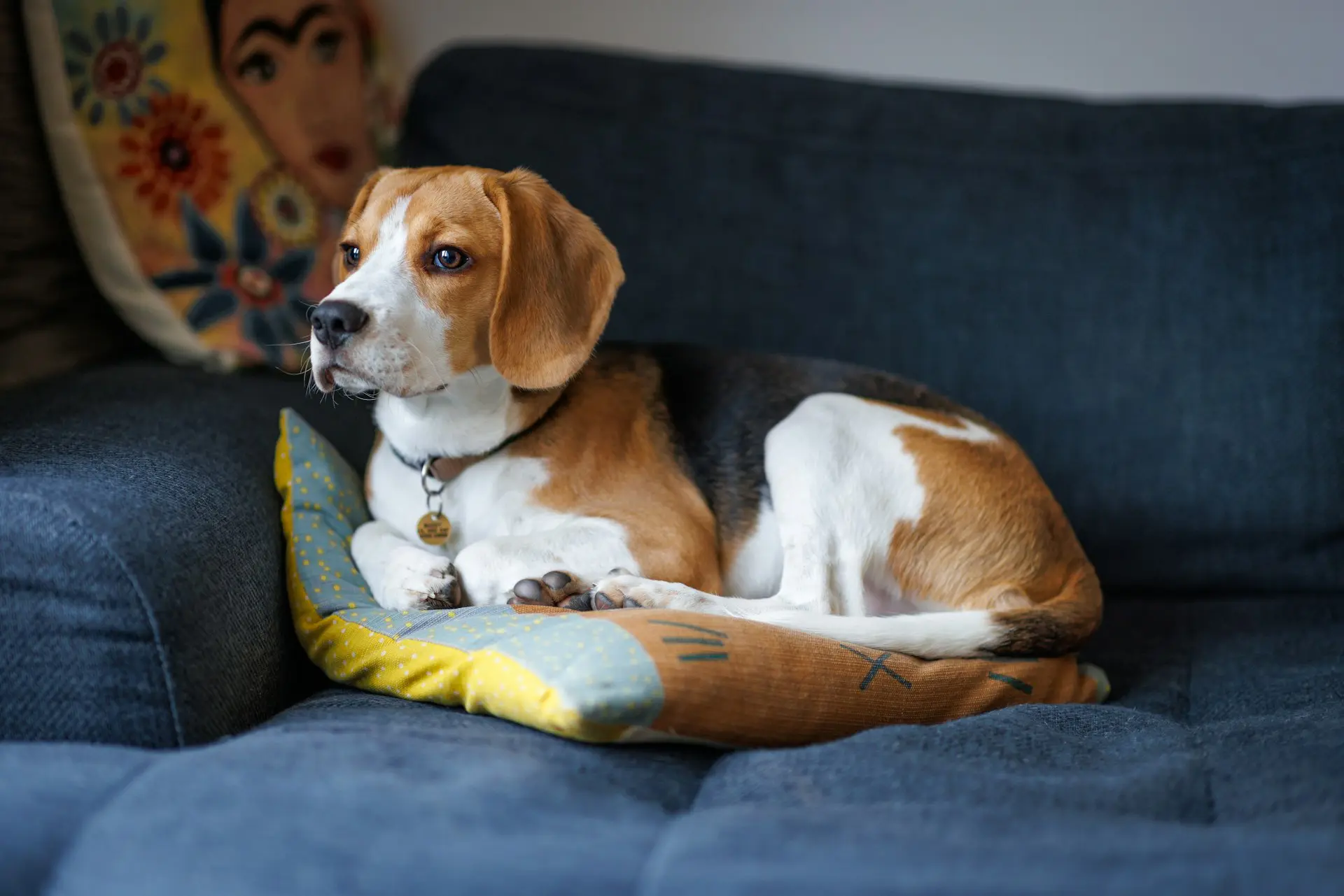A dog is laying down on a pillow on a blue couch.