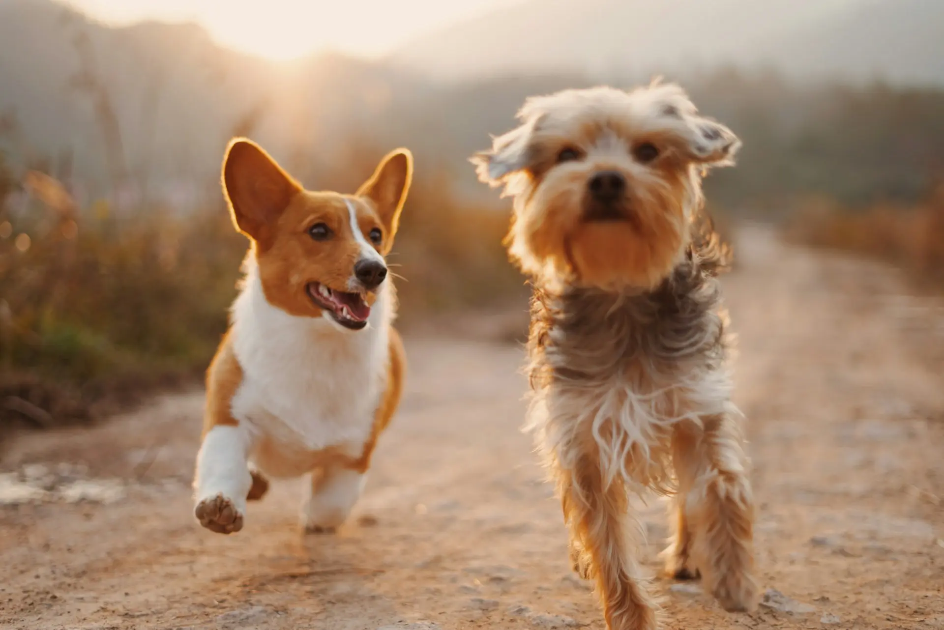 Two dogs walking and playing on a trail.