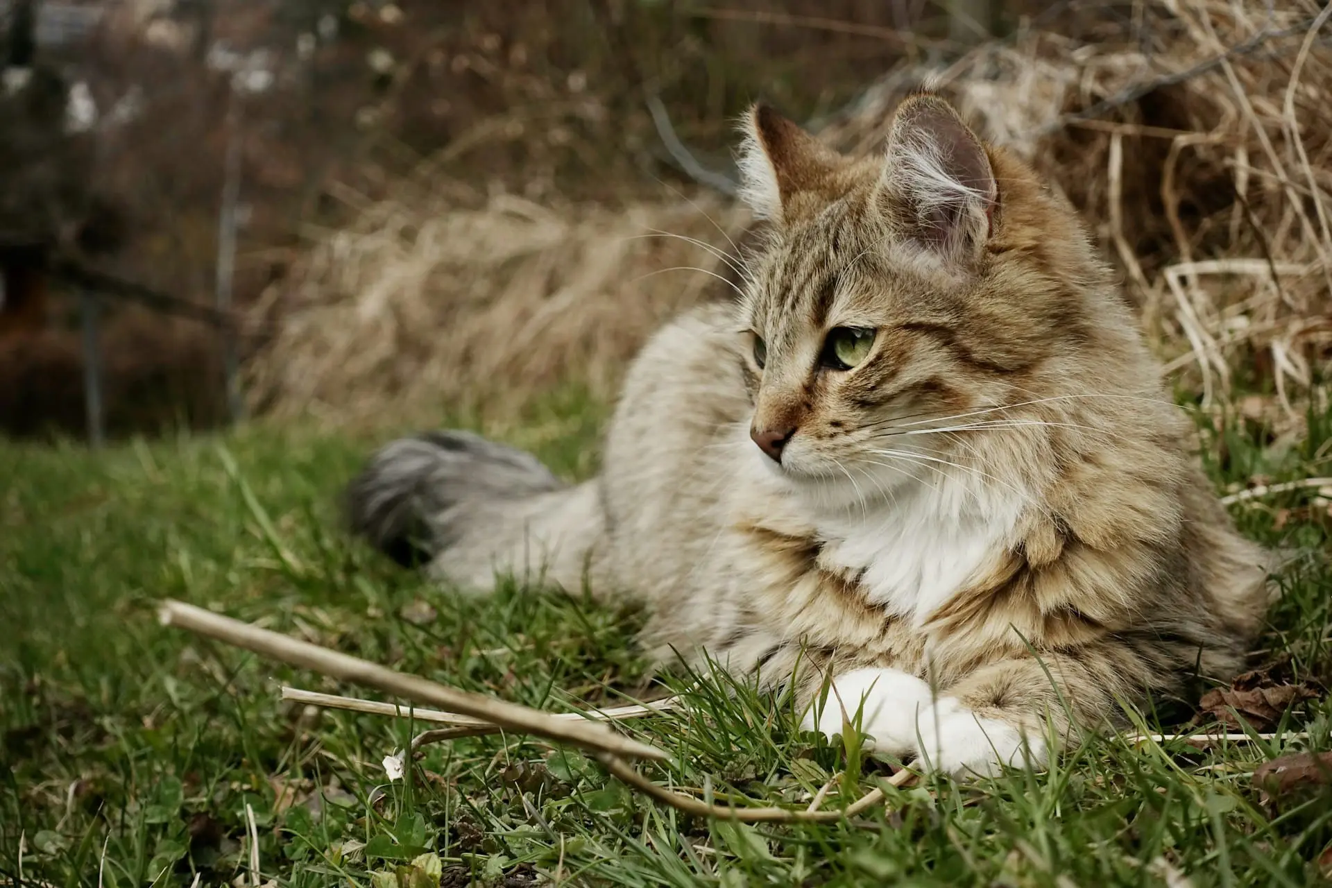 a cat is laying in the grass outside