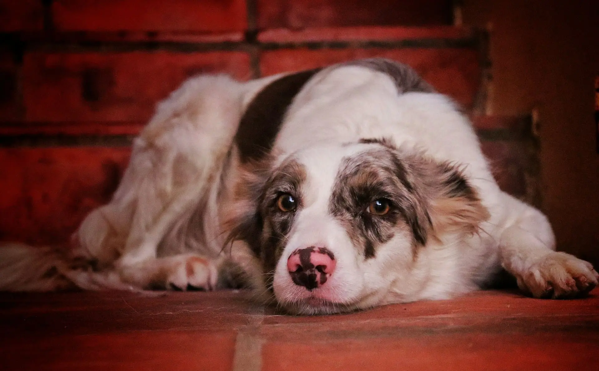 a dog is laying down resting on the floor