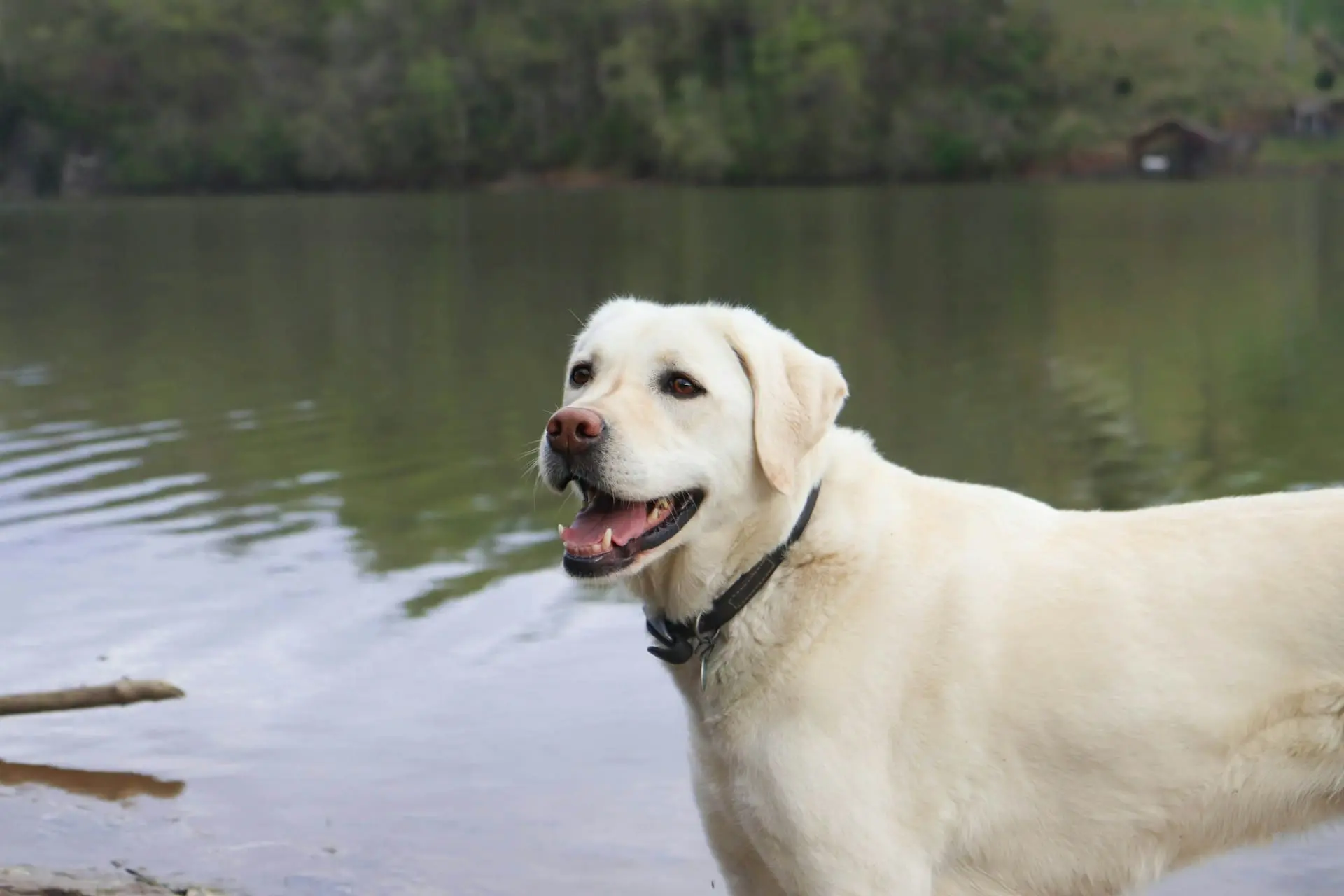 A dog is standing next to a lake