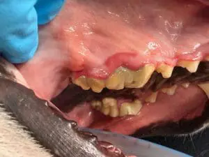 tooth fracture in dog's mouth