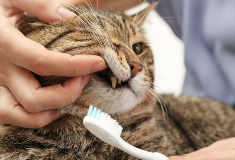 A Board-certified Veterinary Dentist cleaning a cat's teeth.