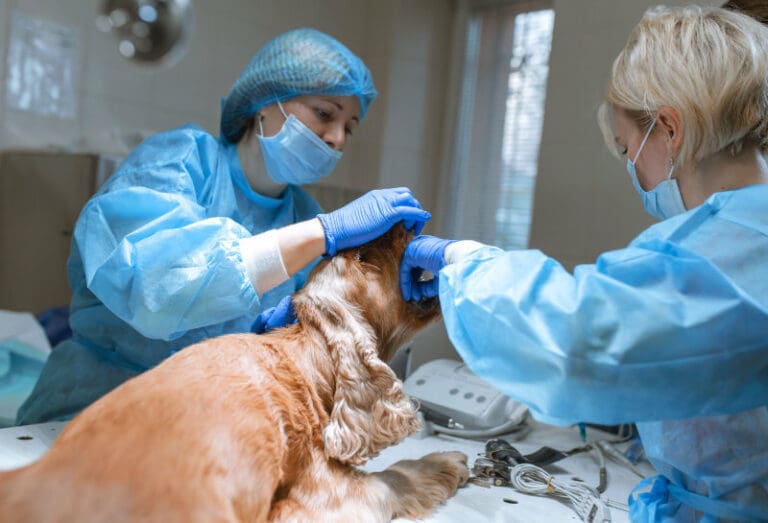 For Referring Vets Veterinary Dental Specialists of Wisconsin