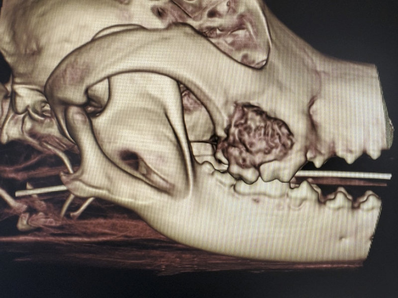 CBCT 3D rendering of an abscessed tooth