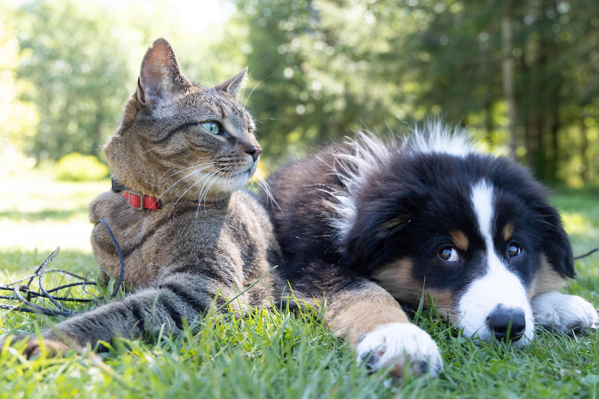 dog and cat laying together on grass