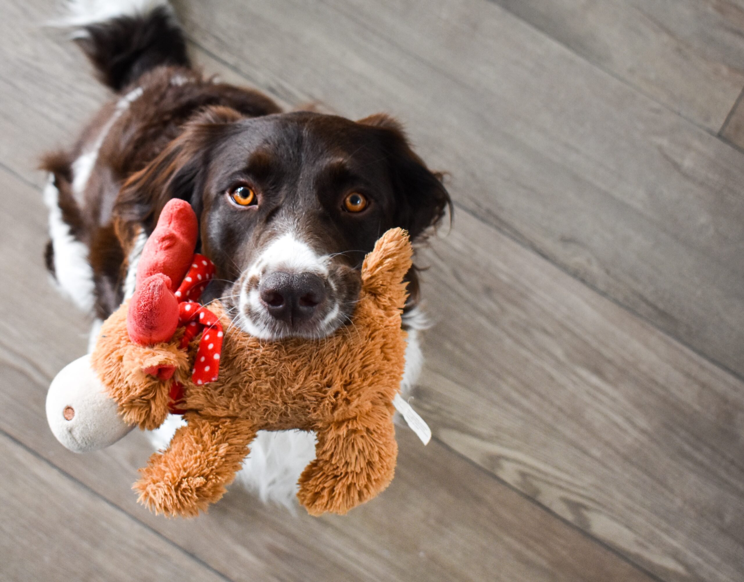 Some of the best chew toys for my pet include soft stuffed animals and rope toys.