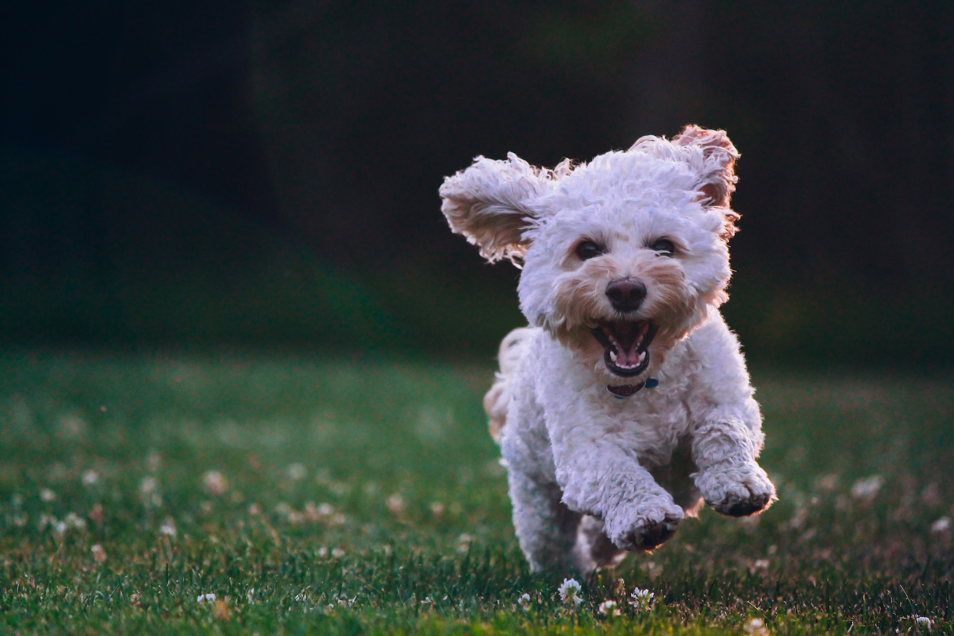 A white fluffy dog running on grass to protect feet from hot pavement.