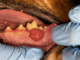 oral tumor on a dog's jaw