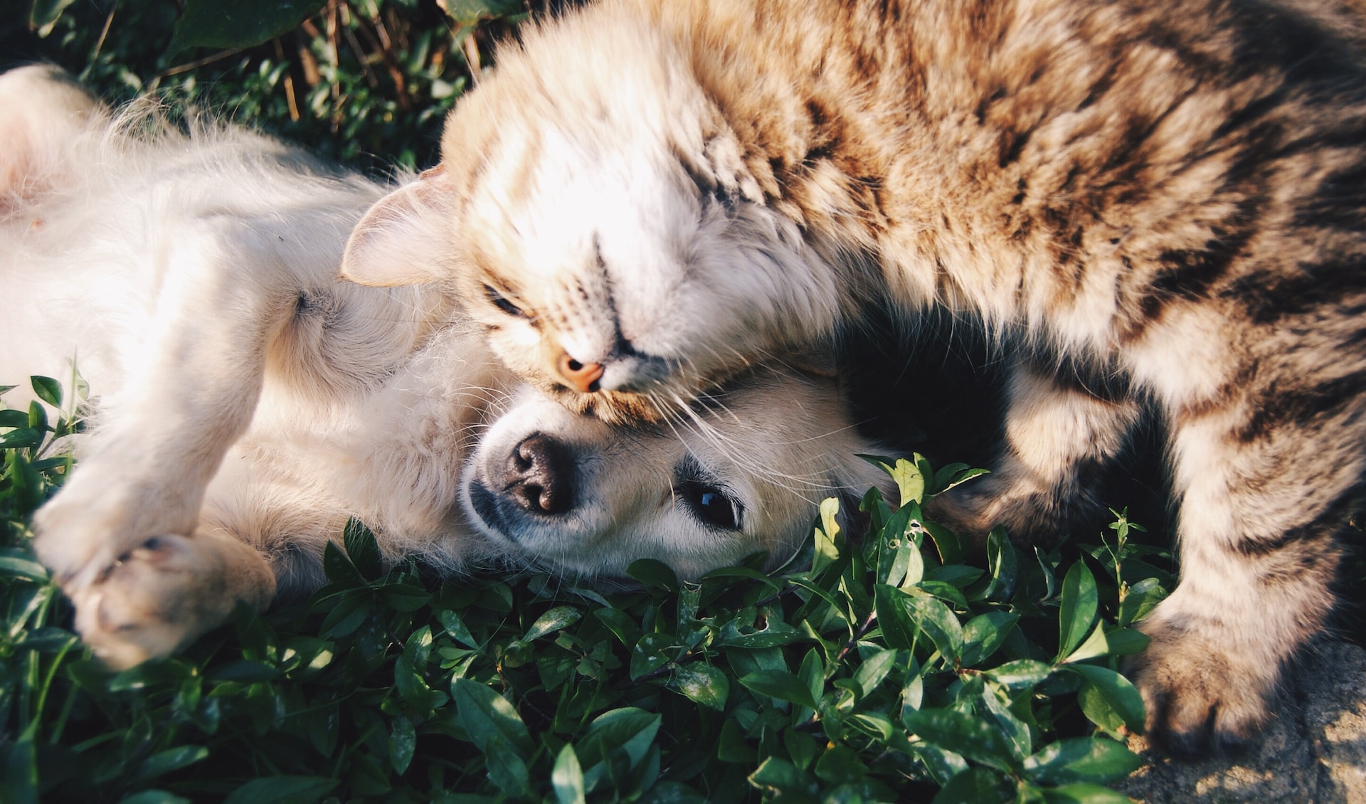 dog and cat cuddling outdoors on grass