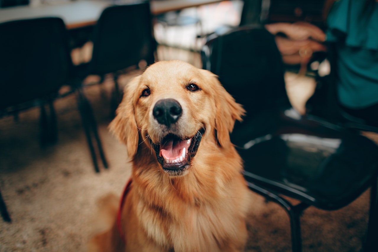 a smiling golden retriever with healthy teeth