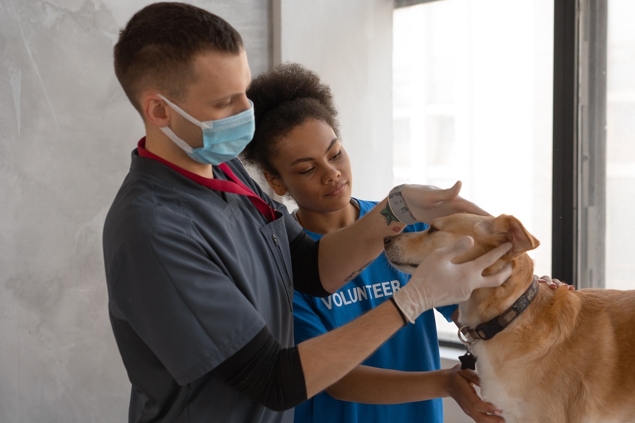 vet and volunteer helping dog