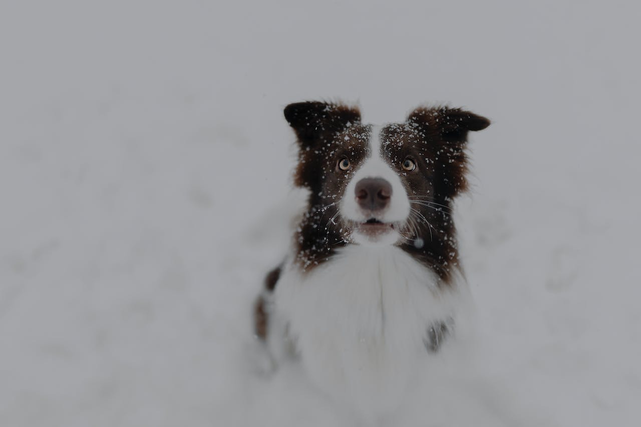 A brown and white dog sits in snow