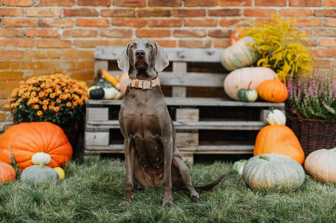 A gray dog sitting in front of different sized pumpkins