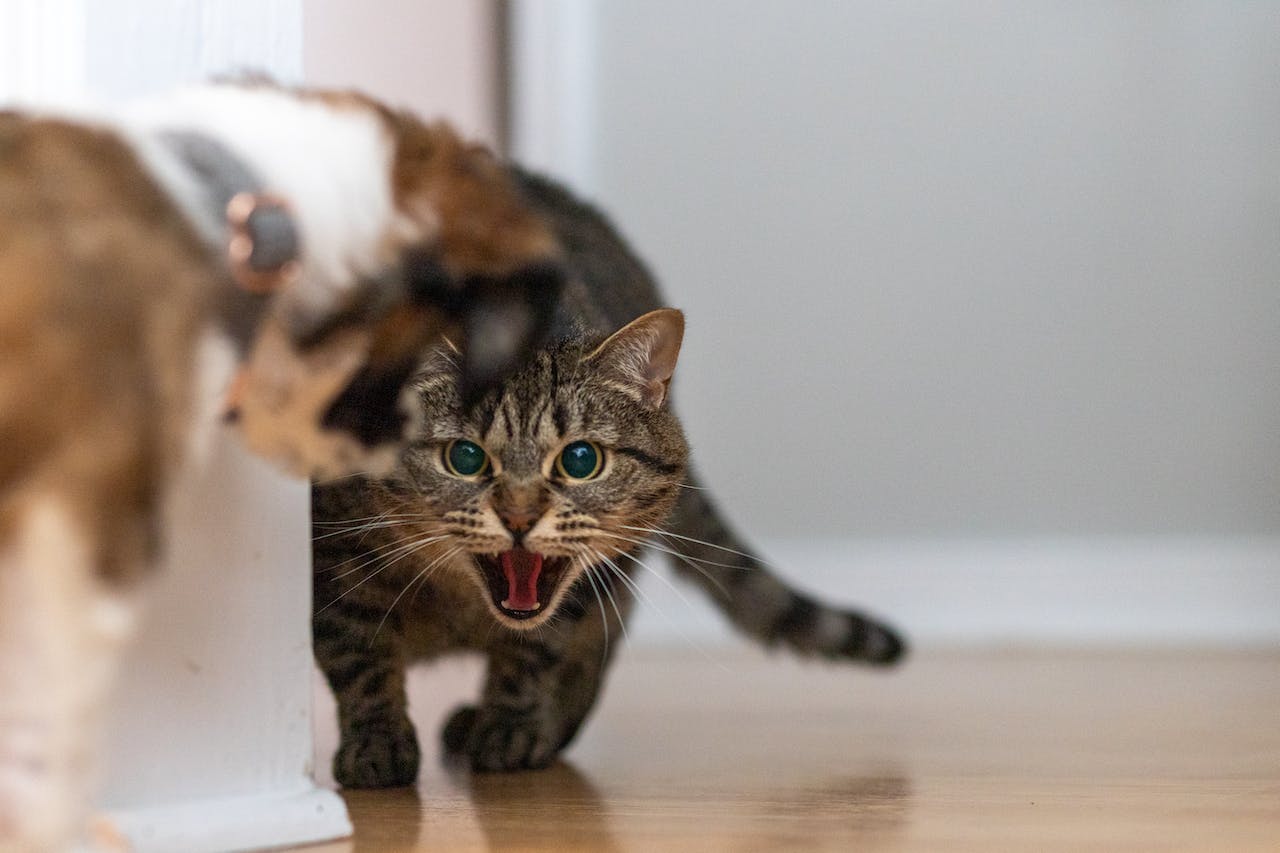 A brown tabby cat hissing at a small brown and white dog.