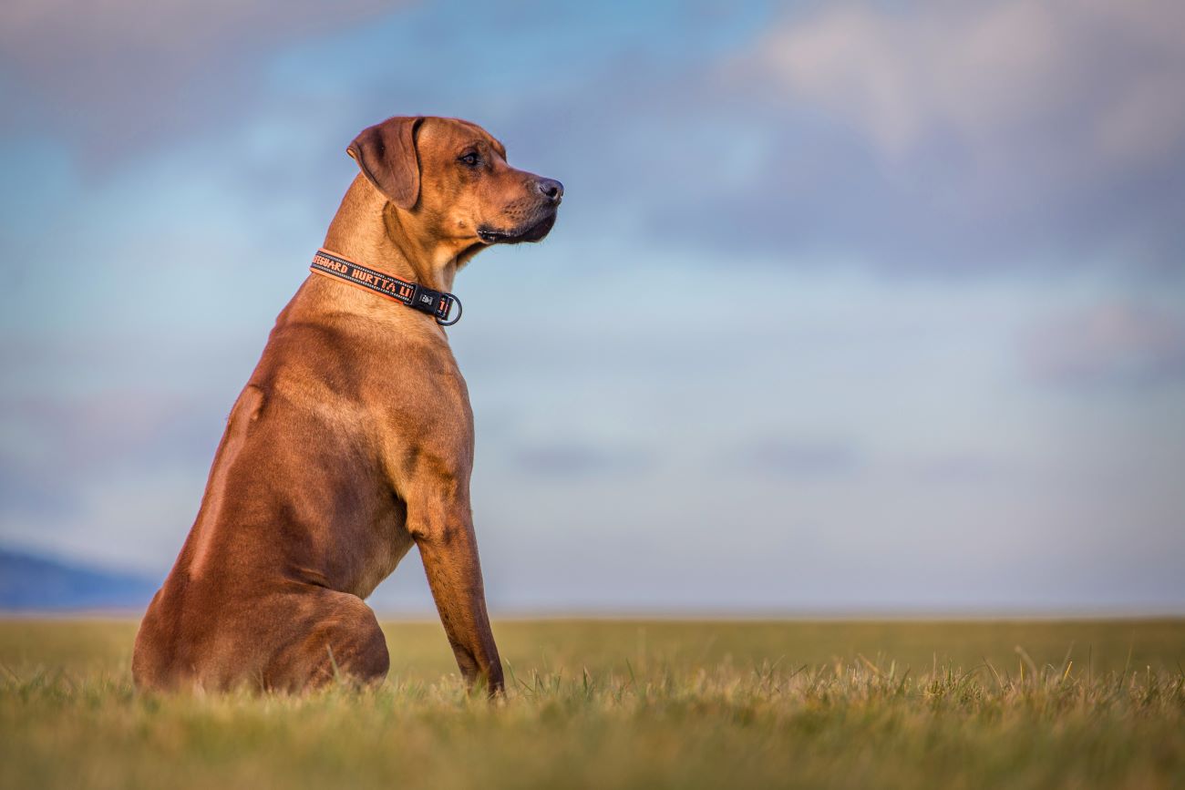 A brown dog sitting on green grass looking to the right against a blue sky background