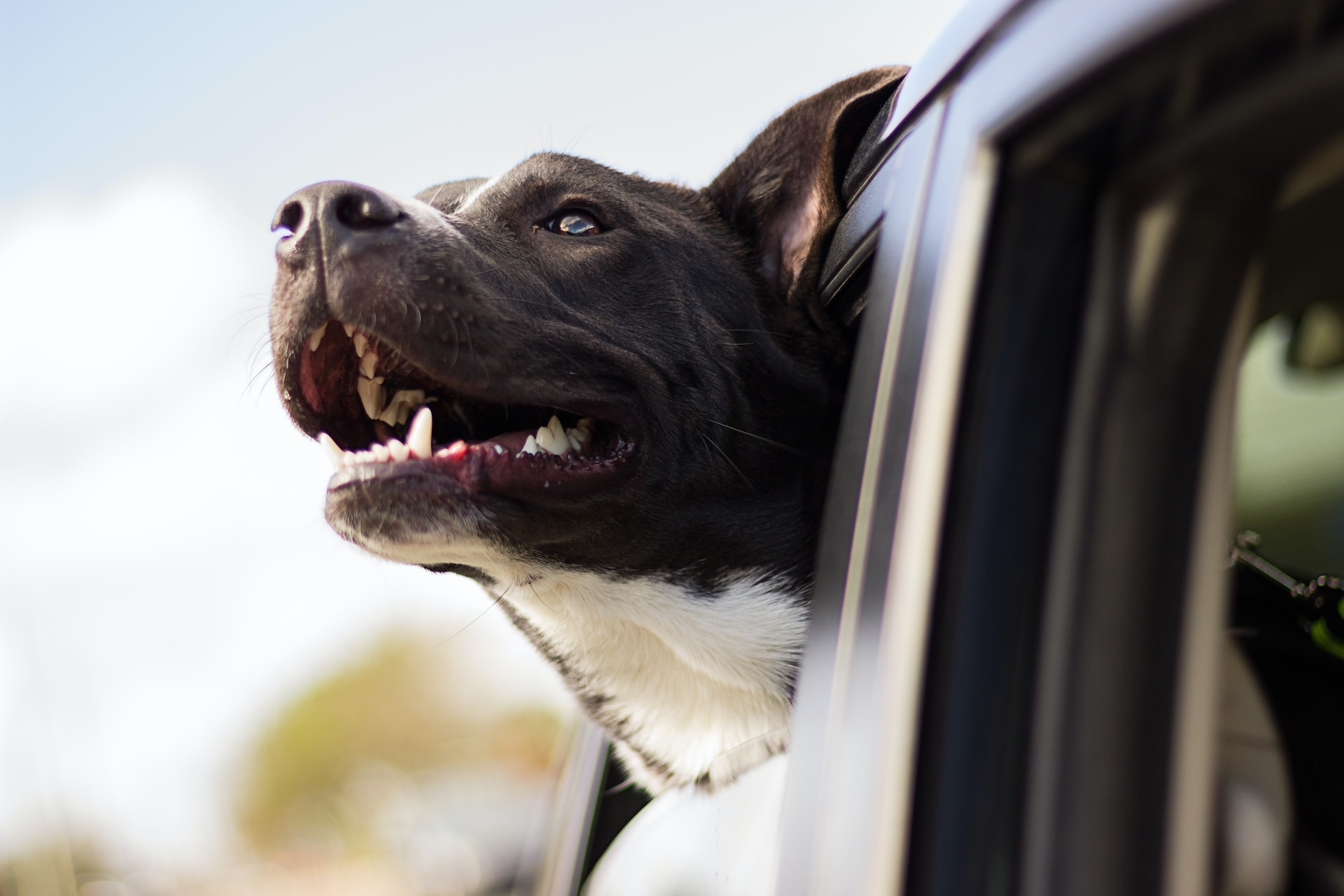 black and white dog sticking head out of car window