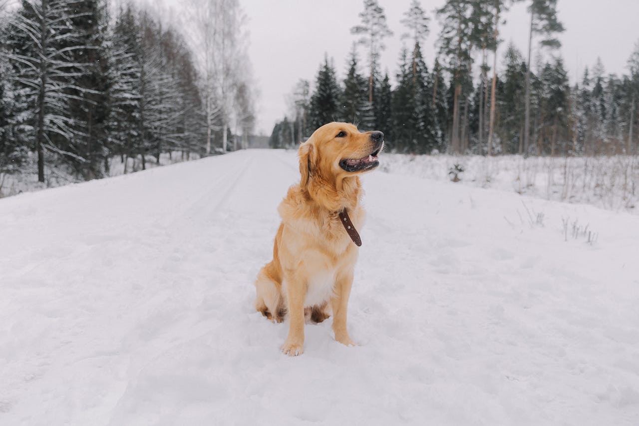 A large golden retriever sits on a snowy road with trees in background